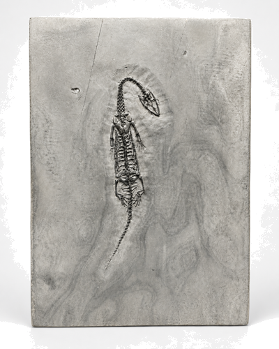 Rāpuļa fosilija (Keichousaurus), Ķīna, aptuveni 251–201 miljoni gadu (1)
