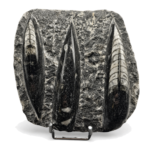 Galvakojo moliusko fosilija (Orthoceras), Marokas, 485,4–443,8 mln. m. (2)