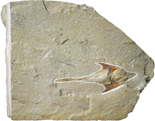 Fish fossil (Coccodus), Lebanon, ~100–95 million years (1)