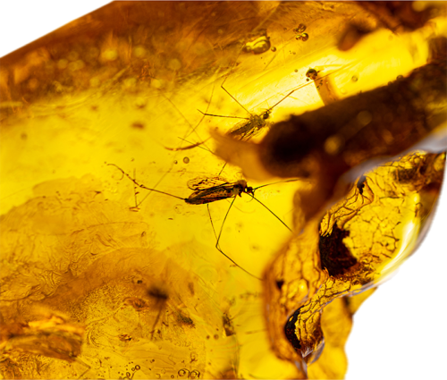 29,90 g Amber Nugget with inclusion (2)