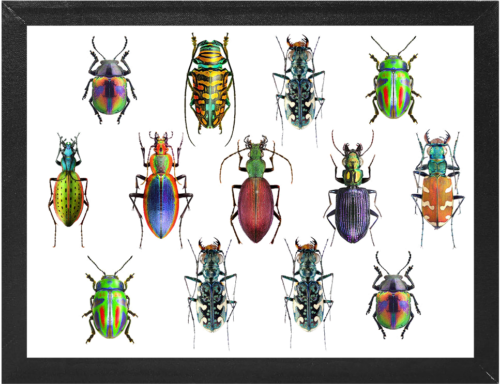 Insect Display Box (2)