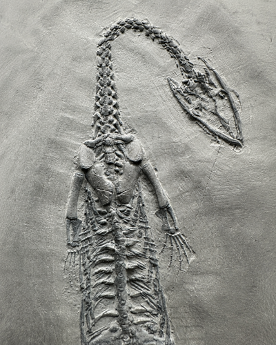 Reptile fossil (Keichousaurus), China, approx. 251–201 million years (2)