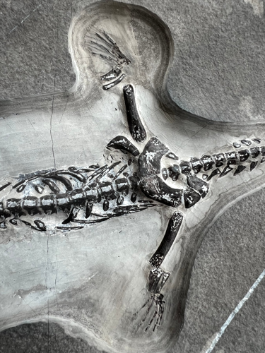 Ископаемая рептилия (Keichousaurus), Китай, ~242–237 млн лет (3)