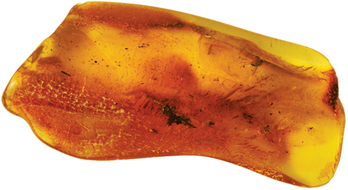 10,25 g Amber Nugget with inclusion (1)