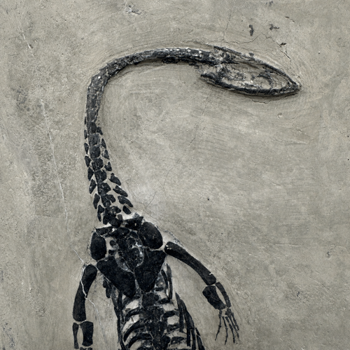 Rāpuļa fosilija (Keichousaurus), Ķīna, 251,9–201,3 milj. g. (2)