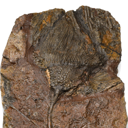 Crinoid (sea lily) fossil (Scyphocrinites elegans), Morocco, ~443.8–419.2 million years (2)
