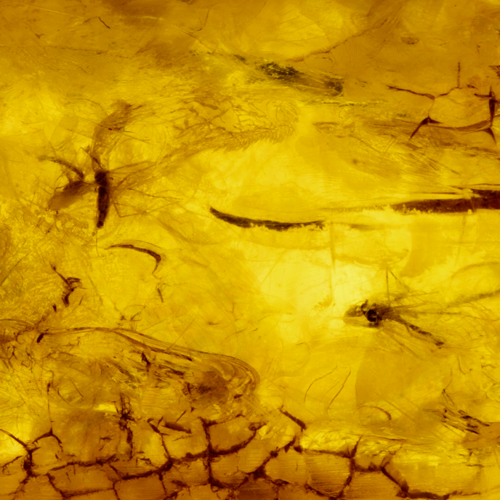 0,85 гр. Самороден кехлибар (3)