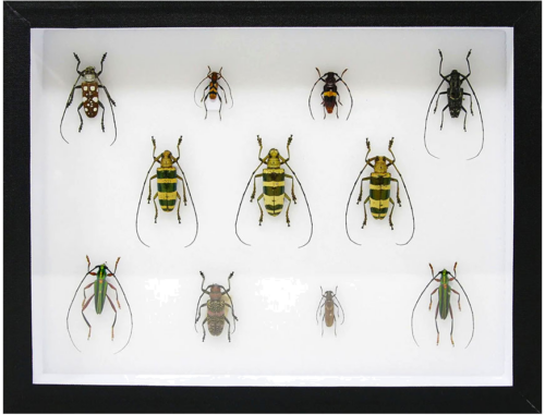Insect Display Box (4)