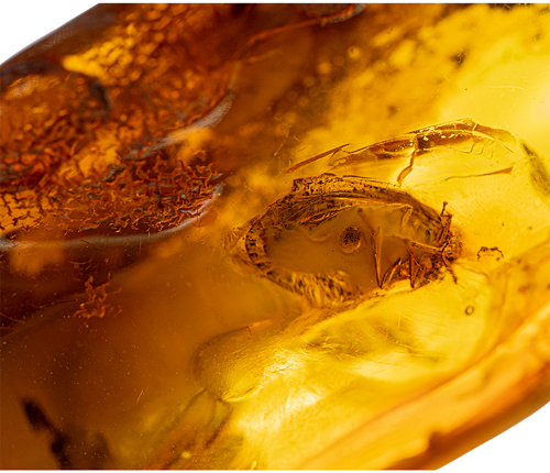 18,20 g Gintaro grynuolis su inkliuzu (2)