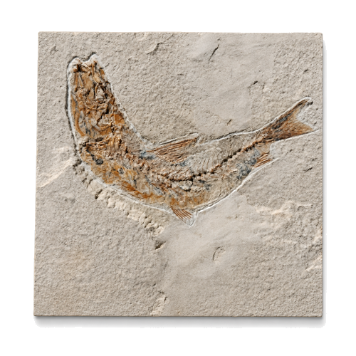 Fish fossil (Teleostei), Lebanon, 100.5–66 million years (1)