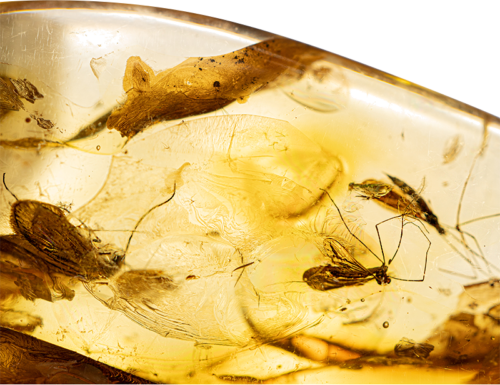 17,60 g Amber Nugget with fly inclusion (3)