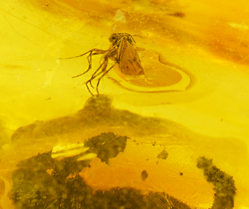 16,30 g  Amber Nugget with fly inclusion (2)