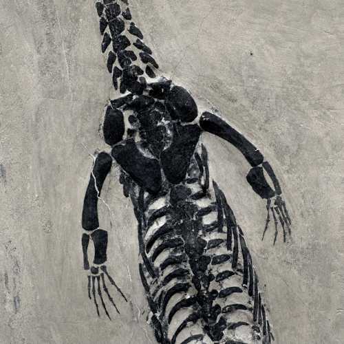 Reptile fossil (Keichousaurus), China, 251.9–201.3 million years (3)