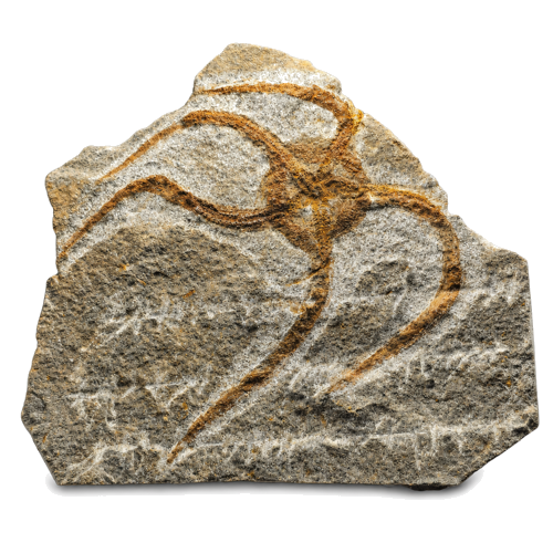 Jūras zvaigznes fosilija, 12 cm, Maroka (1)