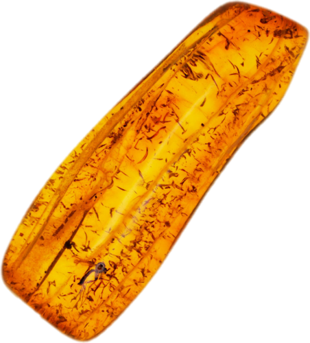 1,30 g Gintaro grynuolis su inkliuzu (1)