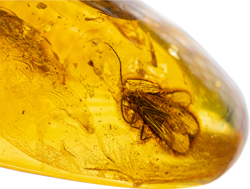 25,65 g Amber Nugget with fly inclusion (2)