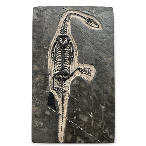 Roplio fosilija (Keichousaurus), Kinija, ~242–237 mln. m. (1)