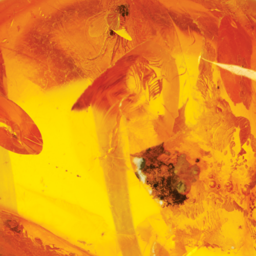 11,35 g Amber Nugget with inclusion (3)