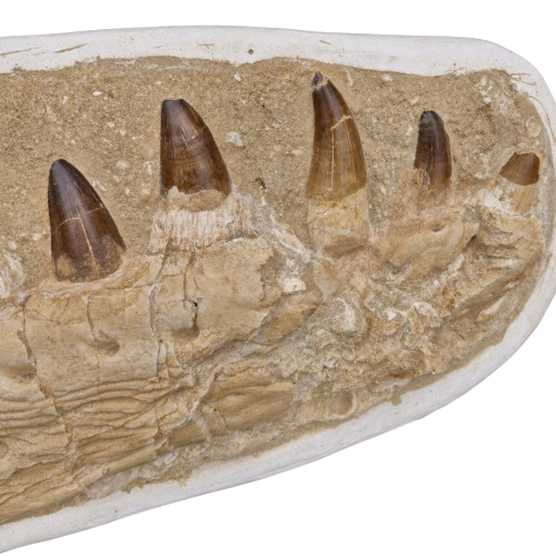 Mosasaurus (Mosasaurus beaugei) jaw fossil, 74 x 24,5 cm, Morocco (2)