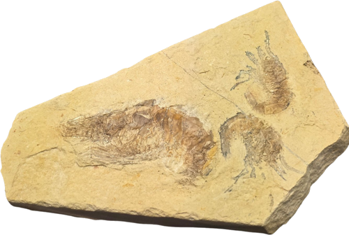 Shrimp fossil (Carpopenaeus callirostris), Lebanon, ~100.5–66 million years (1)