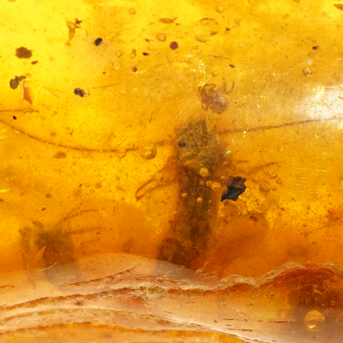 10,10 гр. Самороден кехлибар с фосил (2)