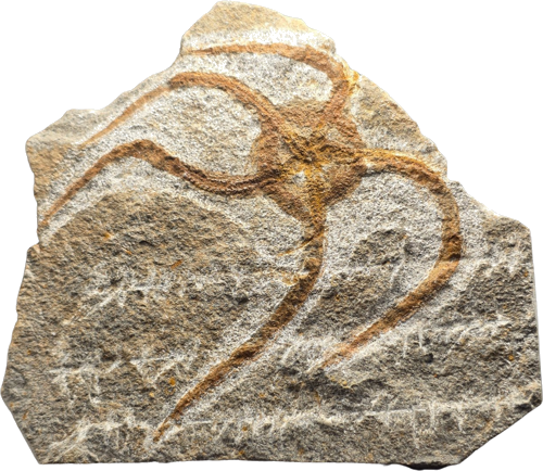 Jūras zvaigznes fosilija, 12 cm, Maroka (1)