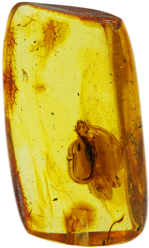 32,65 g Amber Nugget with bug inclusion (1)