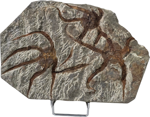 Ofiūras fosilija (Ophiuroidea), Maroka, 485,4–443,8 milj. g. (1)