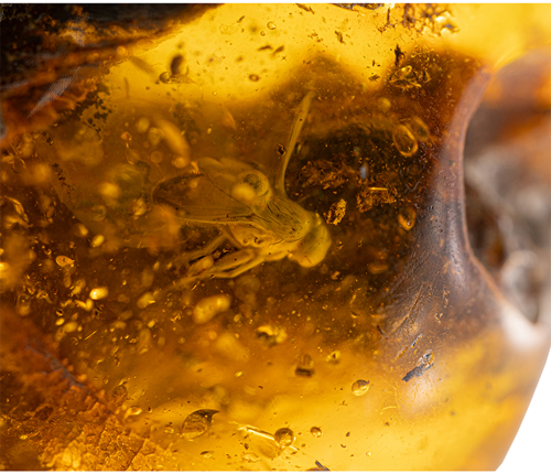 22,70 g Amber Nugget with fly inclusion (1)