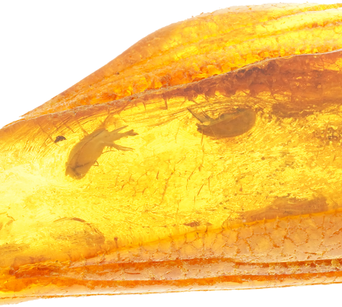 9,00 g Amber Nugget with inclusion (2)