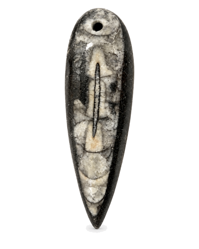Galvkāju moluska fosilijas kulons (Orthoceras), Maroka, aptuveni 370 milj. gadu vecs (1)