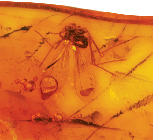 2,45 g Amber Nugget with inclusion (2)