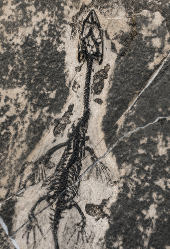 Окаменелость рептилии (Keichousaurus), Китай, 242–237 млн. лет (2)
