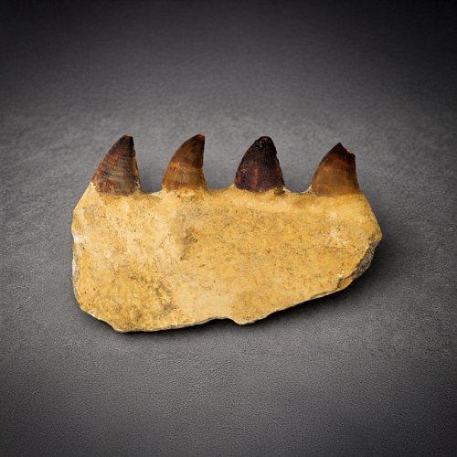 Mozazaura žoklis ar zobiem (Mosasaurus beaugei), Maroka, ~72–66 milj. gadu (3)