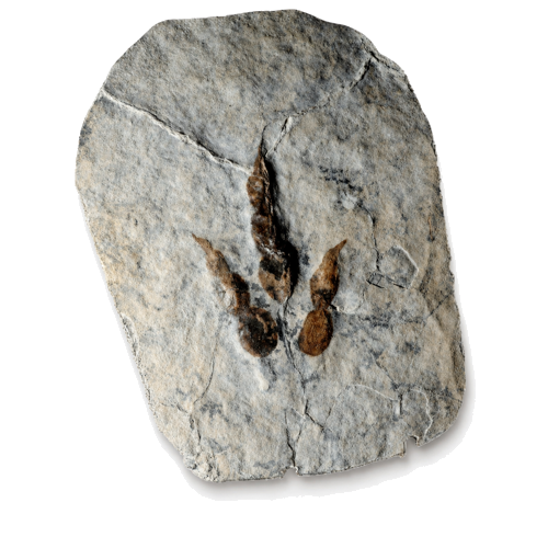 Grallator dinosaur footprint fossil, 13 cm, France (1)