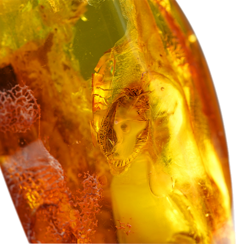 18,20 гр. Самороден кехлибар с фосил (3)