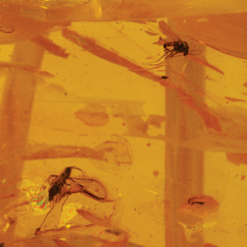 13,75 g Amber Nugget with inclusion (2)