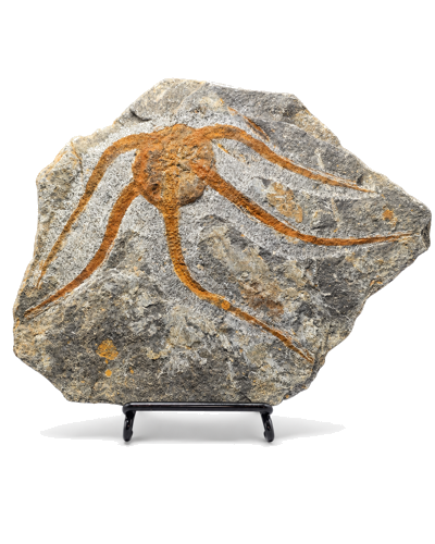 Ofiūras fosilija (Ophiuroidea), Maroka, 485–443 milj. g. (1)
