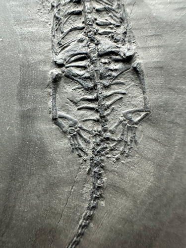 Rāpuļa fosilija (Keichousaurus), Ķīna, aptuveni 251–201 miljoni gadu (1)