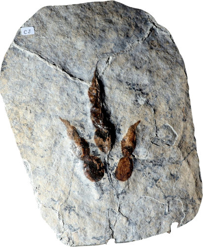 Grallator dinozauro pėdos įspaudo fosilija, 13 cm, Prancūzija (1)