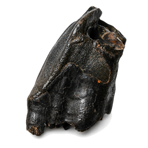 Woolly rhinoceros tooth fossil Coelodonta antiquitatis, 9.5 x 4.5 cm, Russia (2)