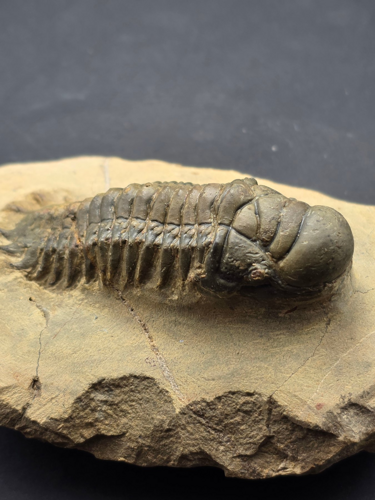 Trilobite fossil (Crotalocephalus), Morocco, 419.2–358.9 million years (1)