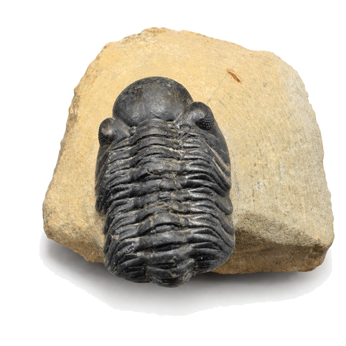 Trilobite fossil (Phacops), Morocco, 419.2–358.9 million years (1)