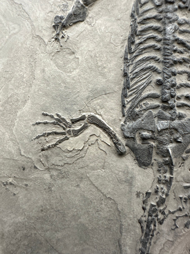 Rāpuļa fosilija (Keichousaurus), Ķīna, 251–201 milj. g. (2)