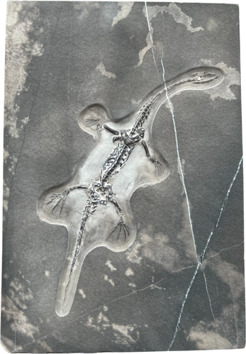 Keichousaurus roplio fosilija, 29,2 x 20,1 cm, Kinija (1)