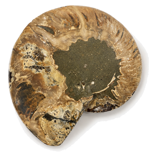Polished Ammonite Fossil (Cleoniceras), Madagascar, Approx. 110 Million Years Old (2)