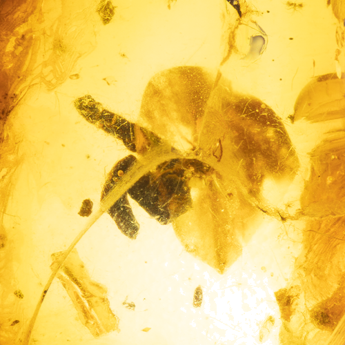 3,90 g Gintaro grynuolis su inkliuzu (2)