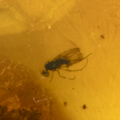 22,15 g Amber Nugget with fly inclusion (3)