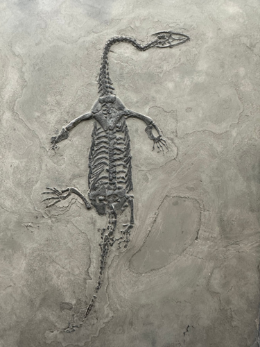 Roplio fosilija (Keichousaurus), Kinija, 251–201 mln. m. (1)