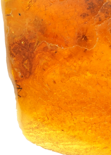 9,00 g Amber Nugget with inclusion (3)